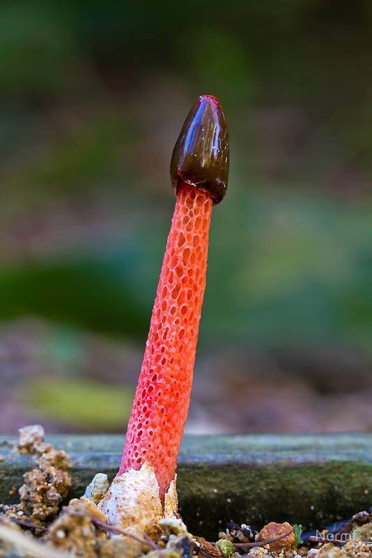 红鬼笔_鬼笔属_鬼笔菌科_鬼笔菌目_腹菌纲_担子菌亚门