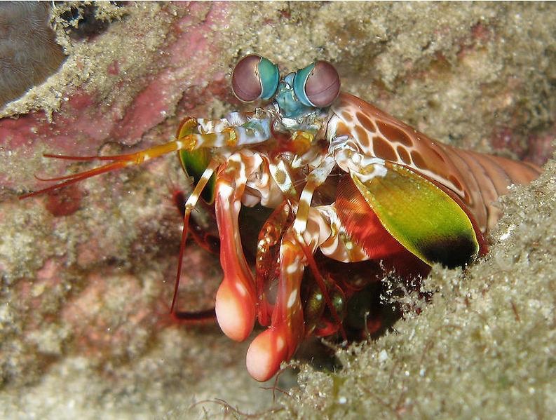 螳螂虾繁殖图片