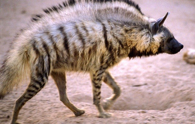 鬣狗的种类图片图片
