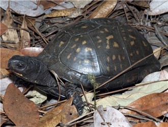 卡罗莱纳箱龟海滨亚种